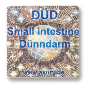 DÜD - Small Intestine