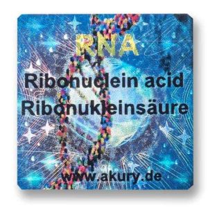 RNA - Ribonucleic Acid