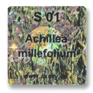 S 01 - Schafgabe / Achillea millefolium