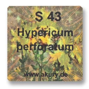 S 43 - Johanniskraut / Hypericum perforatum