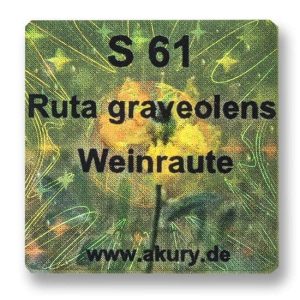 S 61 - Weinraute Ruta graveolens