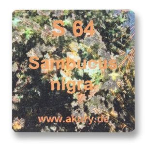 S 64 - Holunder / Sambucus nigra