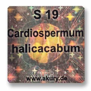 S 19 - Balloon vine / Cardiospermum halicacabum