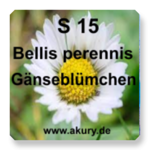 S 15 - Bellis Perennis (Daisy)