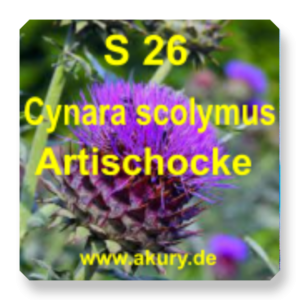 S 26 - Cynara scolymus / Artischocke