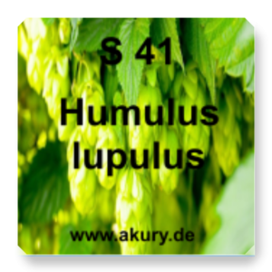 S 41 Humulus lupulus (hops)