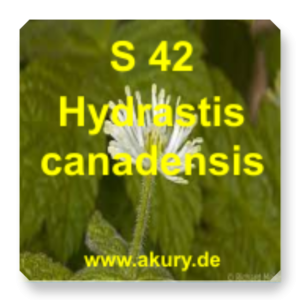 S 42 Hydrastis canadensis (Canadian turmeric)
