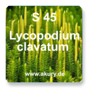 S 45 Lycopodium clavatum (Bärlapp)