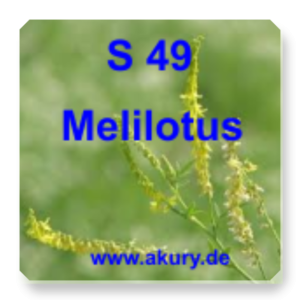 S 49 Melilotus (Steinklee)