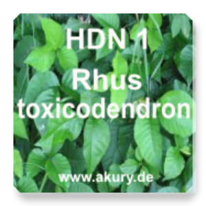 HDN 1 - Rhus toxicodendron