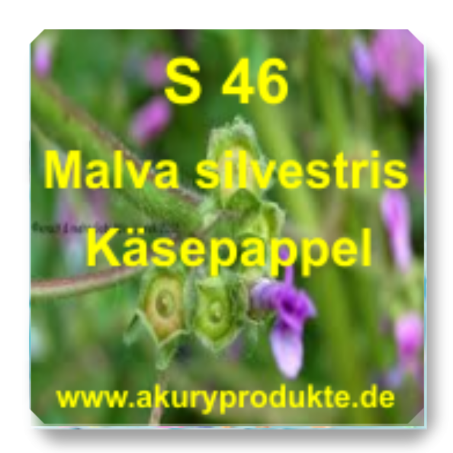 S 46 Malva silvestris (Käsepappel)
