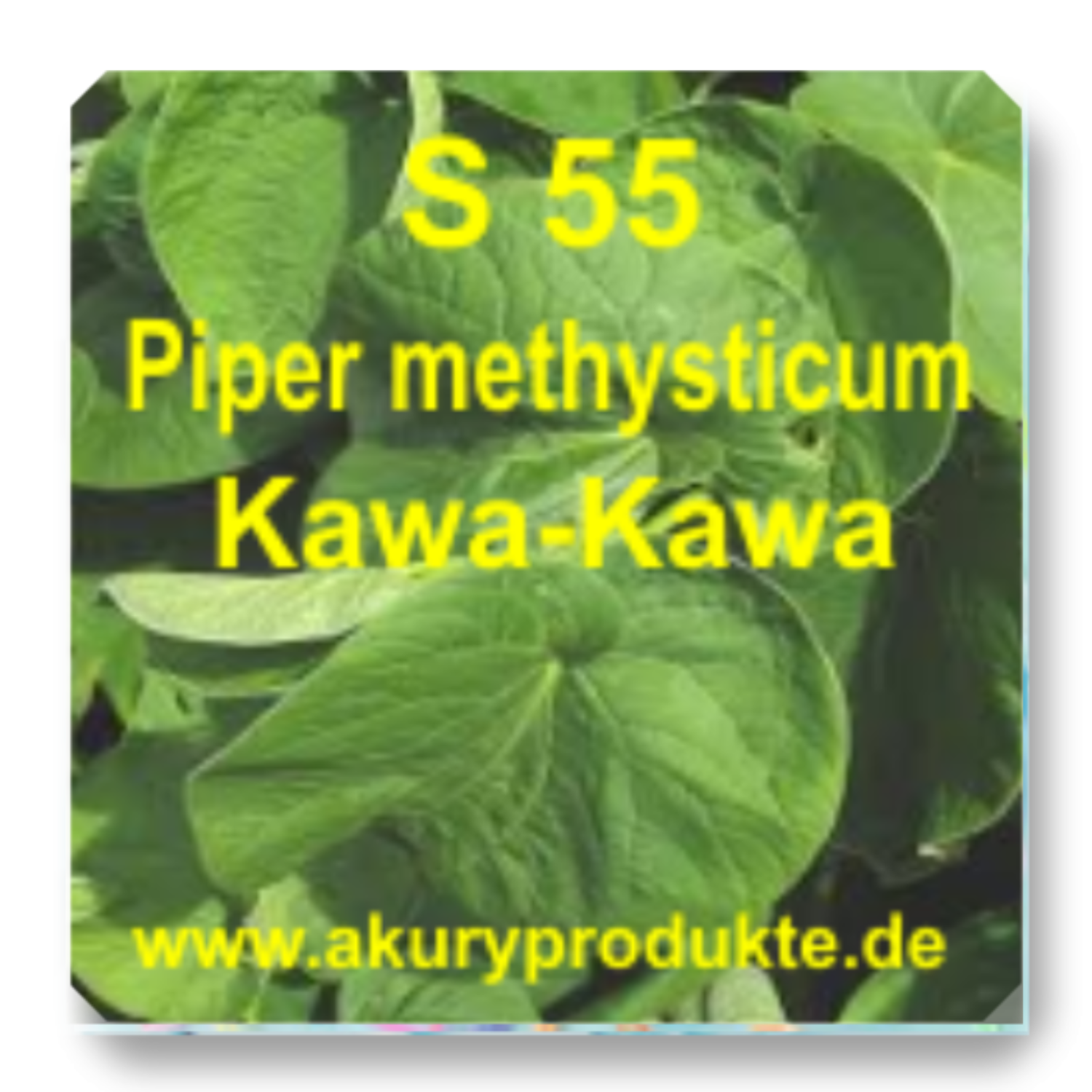 S 55 Piper methysticum (Kawa-Kawa)